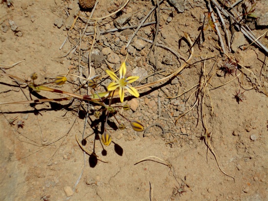 GeologyHike_yellow flower